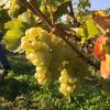 White grapes in vinyard
