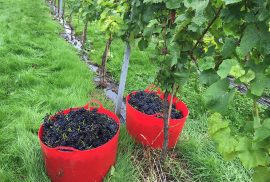Grapes picked and ready for winemaking
