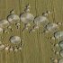 Crop Circles